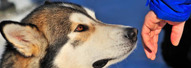Estudo revela que cães sabem o que seus tutores pensam de outras pessoas
