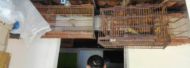 CPRH resgata 62 animais silvestres em cativeiro ilegal