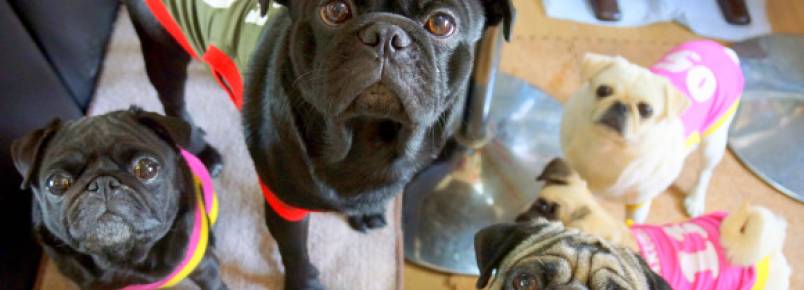 Caf em Kyoto oferece oportunidade de passar o dia com pugs