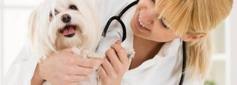 5 dicas para que seu cão não seja infectado e nem transmita doenças
