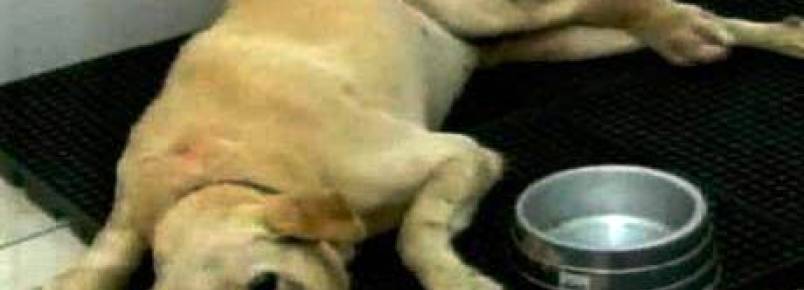 Labrador resgatado em canteiro de obra corre risco de morte