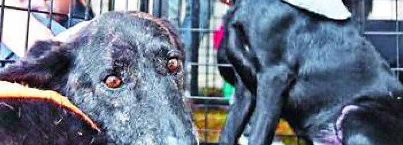 Animais podem ganhar novo lar em três cidades no fim de semana