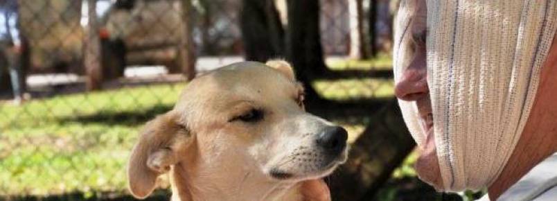 Cão que aguarda por tutor em frente a hospital ganha cama e travesseiro