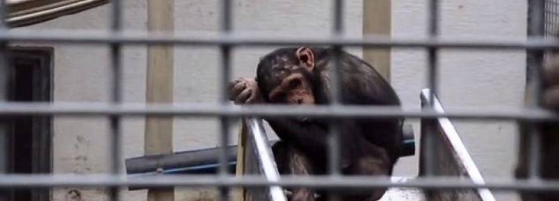 Zoolgico que tambm funciona como circo ser investigado por maus-tratos na Alemanha