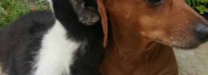 Cão abandonado e gato com problemas de locomoção se tornam grandes parceiros