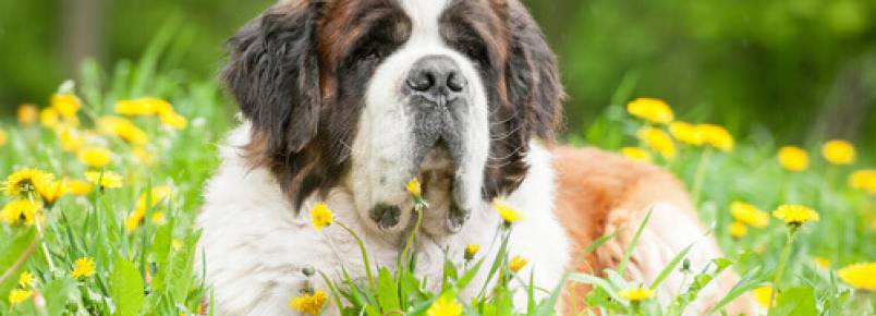As 5 raças de cães mais tranquilas