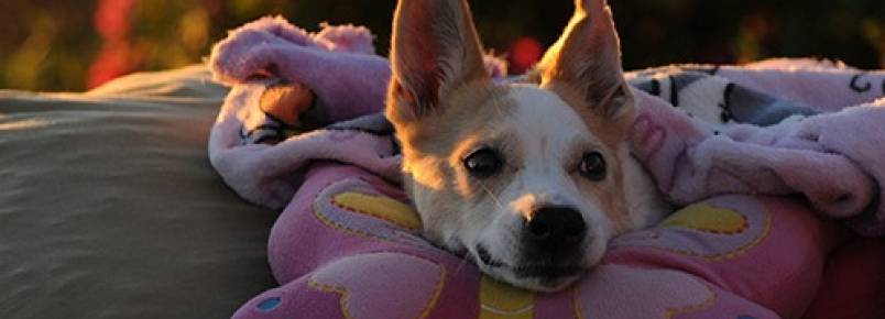 A história da cachorrinha tetraplégica que emocionou o Brasil e ajudou outros cães pelo caminho.