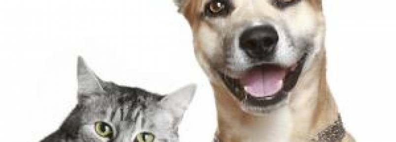 Hospital veterinrio realiza campanha de identificao de diabetes em ces e gatos em Santos 