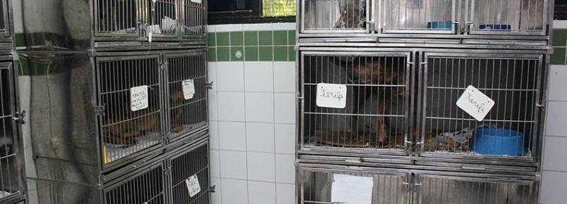 Tempo de espera por atendimento no Hospital Veterinário pode chegar a 5 horas