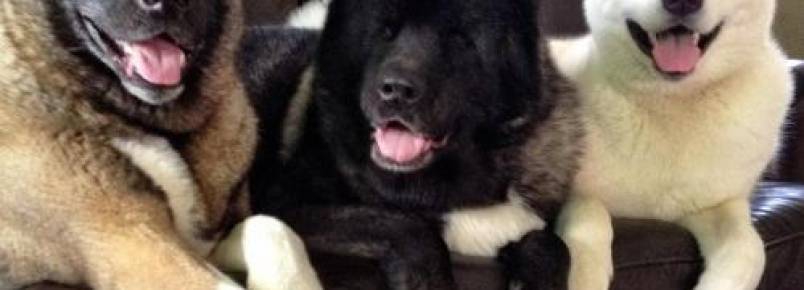 Cachorra perde a visão e seus irmãos se tornam seus cães-guia