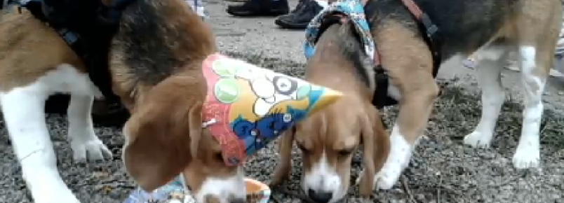 Vida nova: veja como estão os cachorros resgatados do Instituto Royal