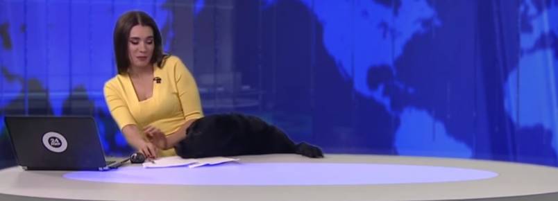 Cão invade estúdio e aparece ao vivo em telejornal na Rússia