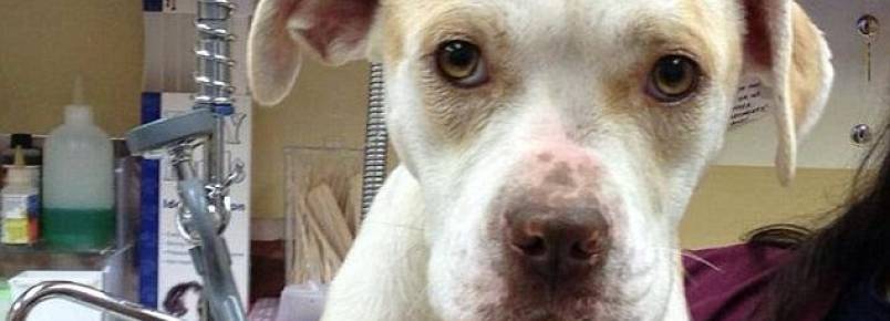 Homem é condenado a dez anos de prisão por arrastar cachorro amarrado a caminhonete