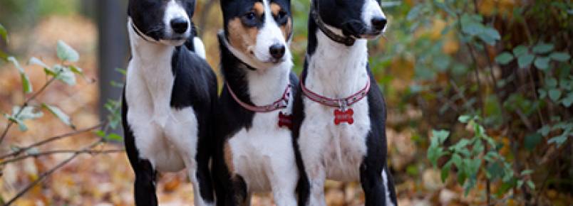 Quais os cães que menos latem?