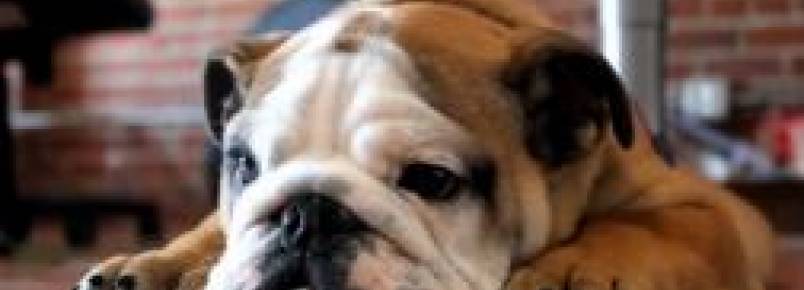 Como seu cachorro demonstra que te ama