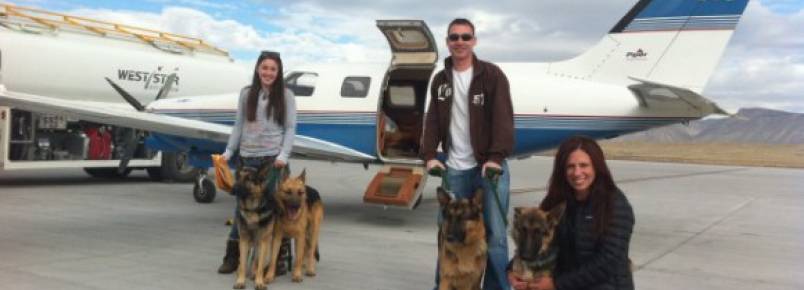 Pilotos se voluntariam para levar animais a feiras de adoção por todo os EUA