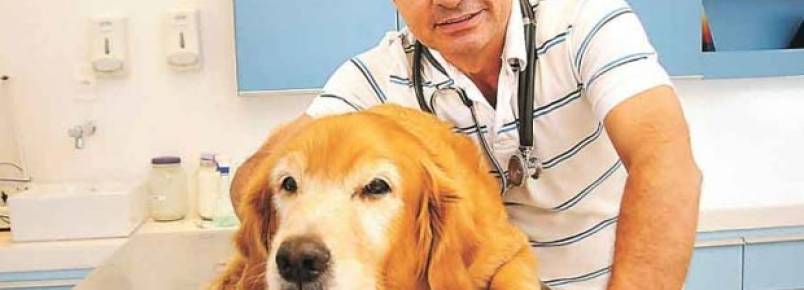 Animal de estimação é sinônimo de compromisso