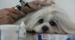 Lei que proíbe testes de cosméticos em animais entra em vigor em Minas