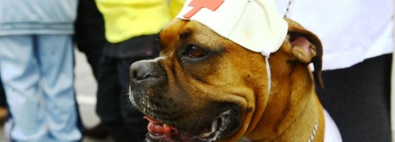 São José terá primeira farmácia de manipulação para pets na região