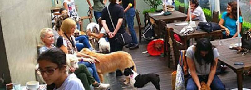20 lugares em São Paulo para ir com seu animal de estimação