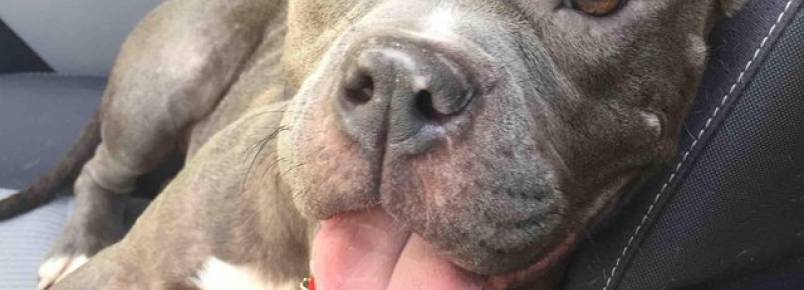 Pit Bulls adotados e a caminho de casa