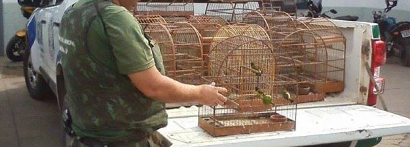 Criador faz entrega de 19 pássaros