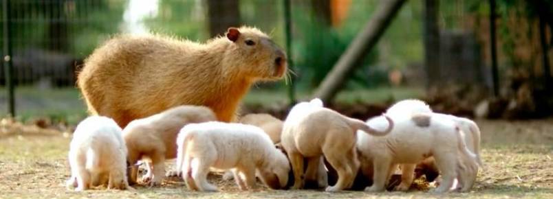 Capivara se torna mãe adotiva de cachorrinhos abandonados