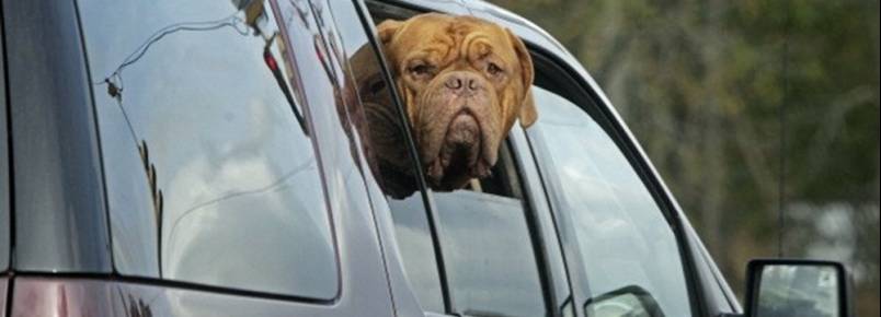 Estudo revela que há pouca segurança no transporte de cães e gatos