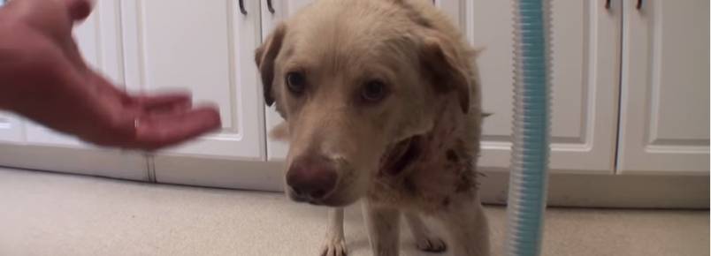 Cachorro  resgatado uma hora antes de sofrer eutansia