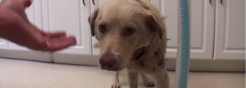 Cachorro é resgatado uma hora antes de sofrer eutanásia