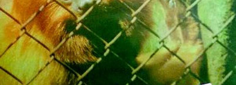 Polícia Florestal ocupará área de Caxias para acabar com tráfico de animais