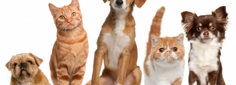 7 cuidados para harmonizar a convivência entre pets e crianças