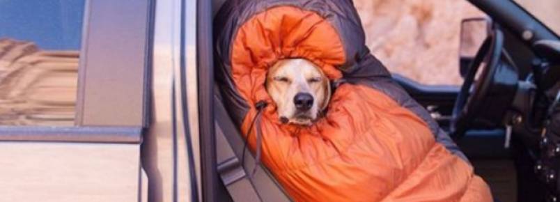 Dicas para viajar com animal de estimação