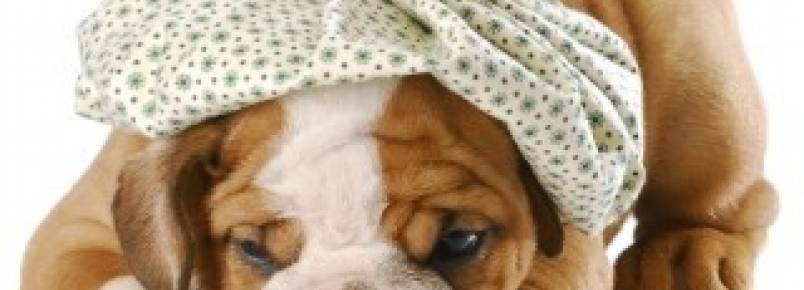 Cigarro: perigo pros pets