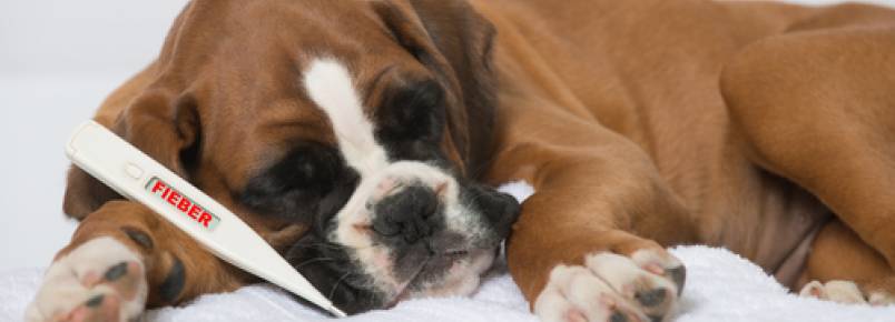 As doenças mais comuns em cachorros domésticos
