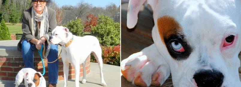 Conheça a mulher que criou um projeto para salvar cachorros surdos