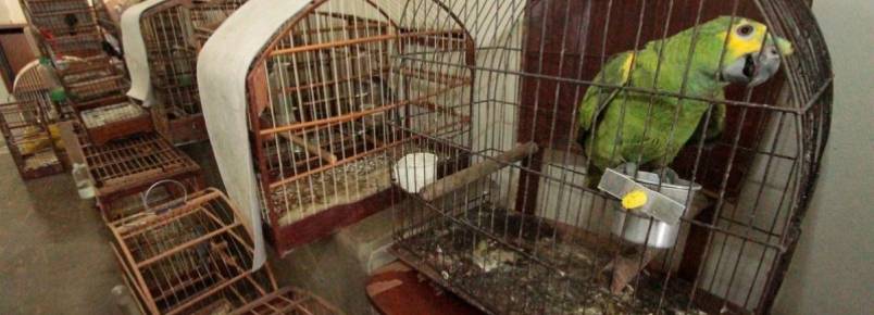 18 animais silvestres são capturados por mês em Mogi