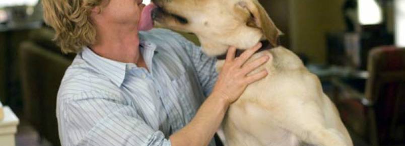 12 maneiras do seu cão demonstrar amor