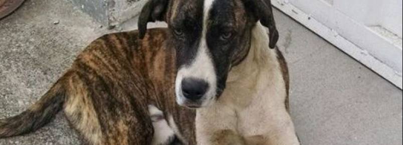 Cães necessitam de lar com URGÊNCIA no Cachoeirinha, em BH