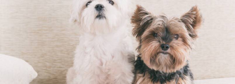 Será que é verdade: um ano de um cão equivale a 7 dos humanos?