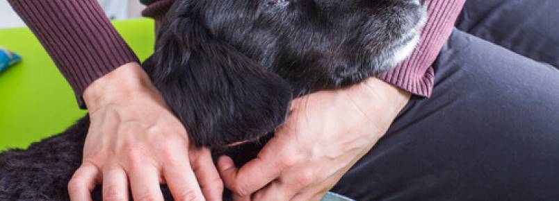 Como tratar a infecção urinária de seu cão
