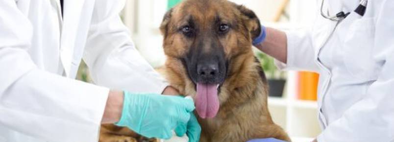 Todos os detalhes sobre a acondroplasia canina