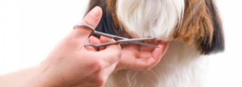 Tudo sobre a tosa em cães