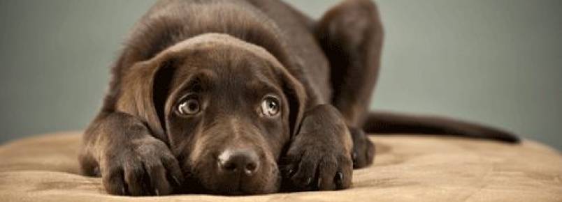 Festas e pets: veterinária ensina a driblar o medo dos fogos de artifício
