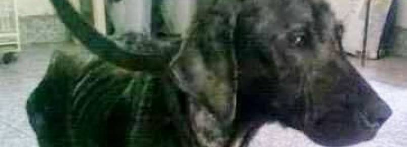 Não tem espaço para ter um bicho? "Adote" e uma ONG cuida por você