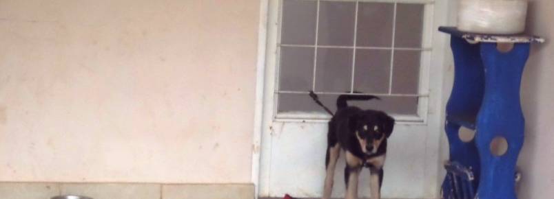 Moradores denunciam maus-tratos de cão preso