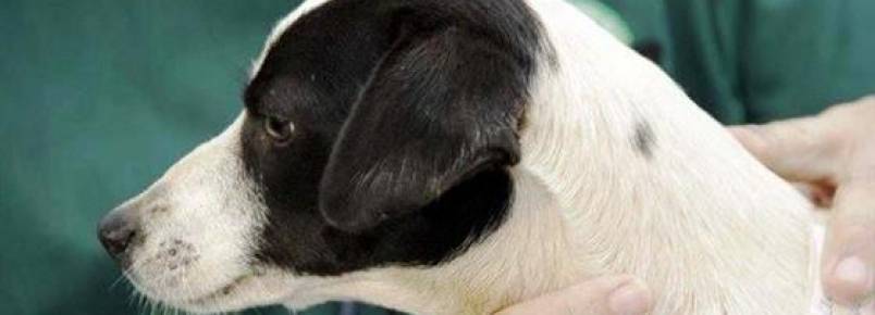 Prefeitura de Toledo implantará programa de defesa e proteção animal