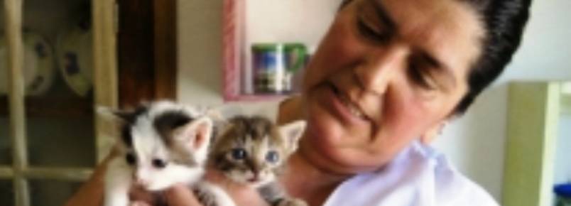 Padrinhos virtuais ajudam a manter novo lar de animais abandonados