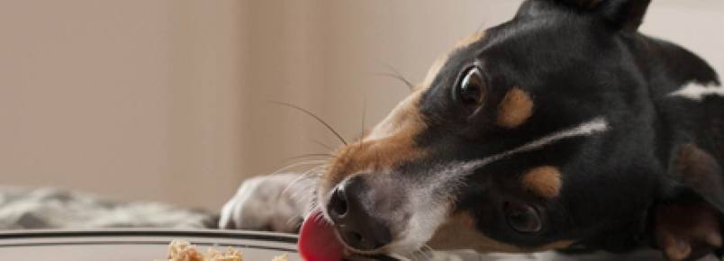 Festas: saiba quais alimentos não devem entrar na ceia do seu cão ou gato