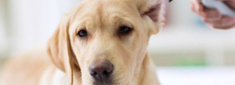 3 dicas para evitar infecções de ouvido no seu cão